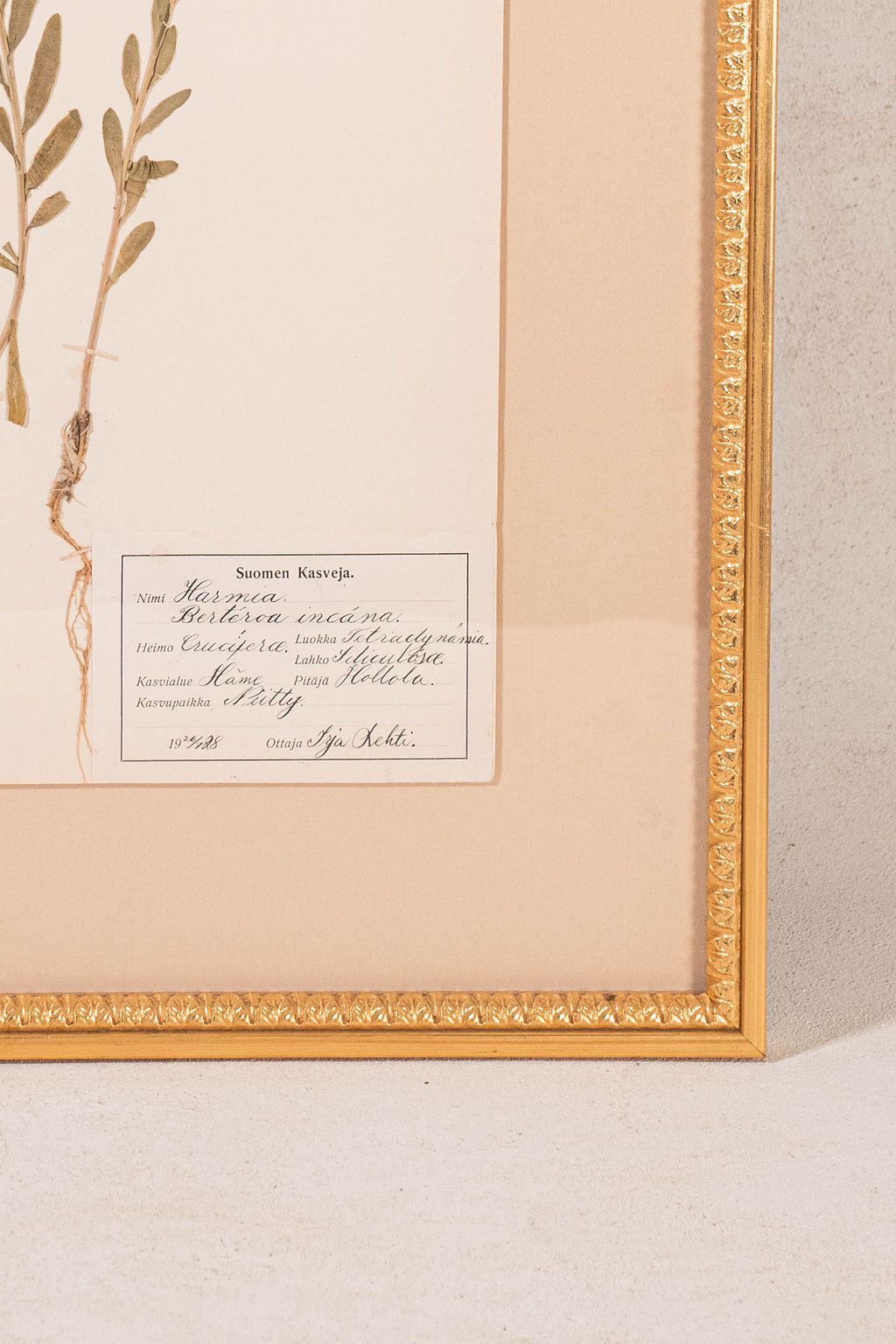 Framed Herbarium (Finland, c. 1928-30) Float Mount in Custom Gold Frame