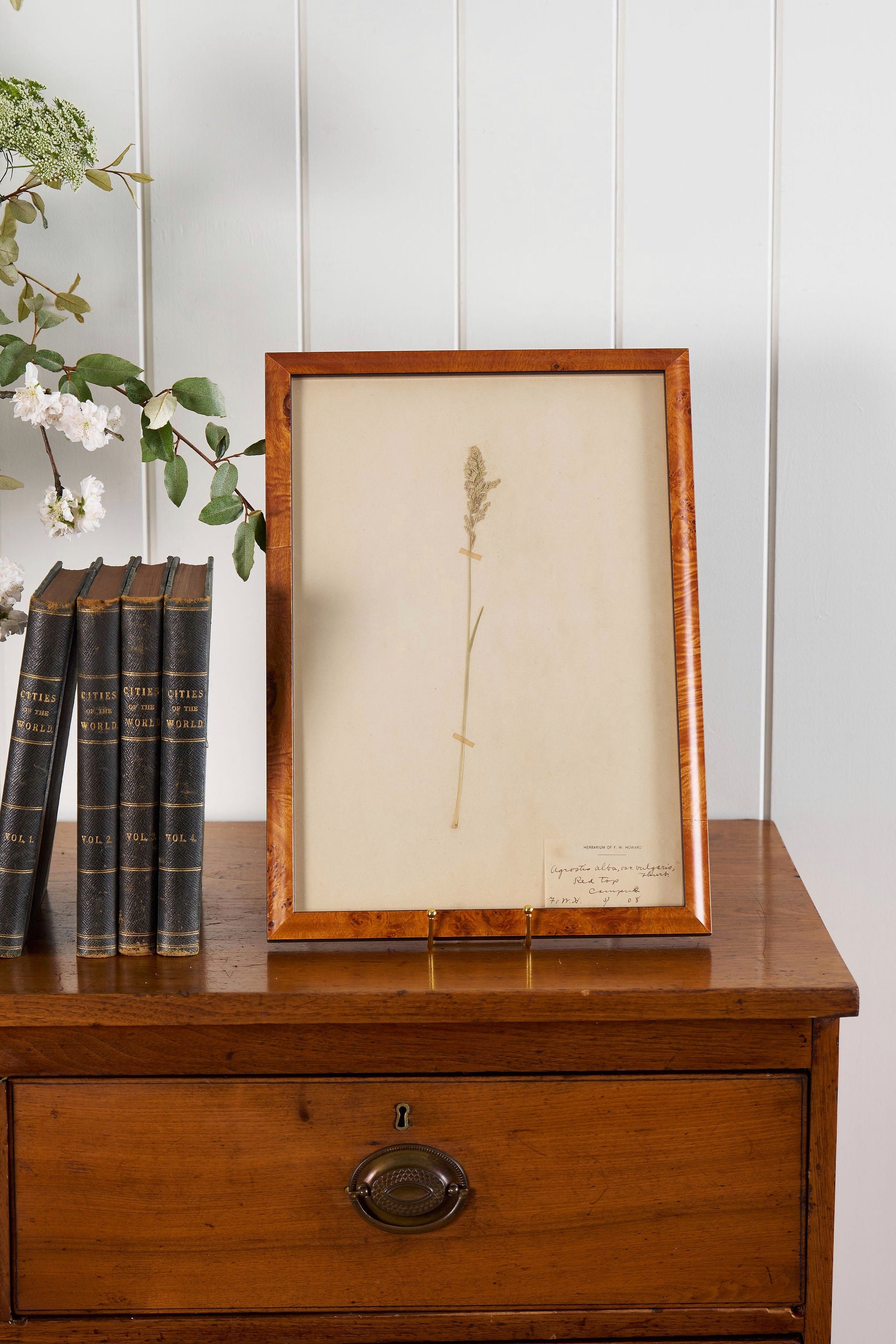 TRIO of Antique Herbarium Grasses (c. 1908) in Custom Burl Wood Frames