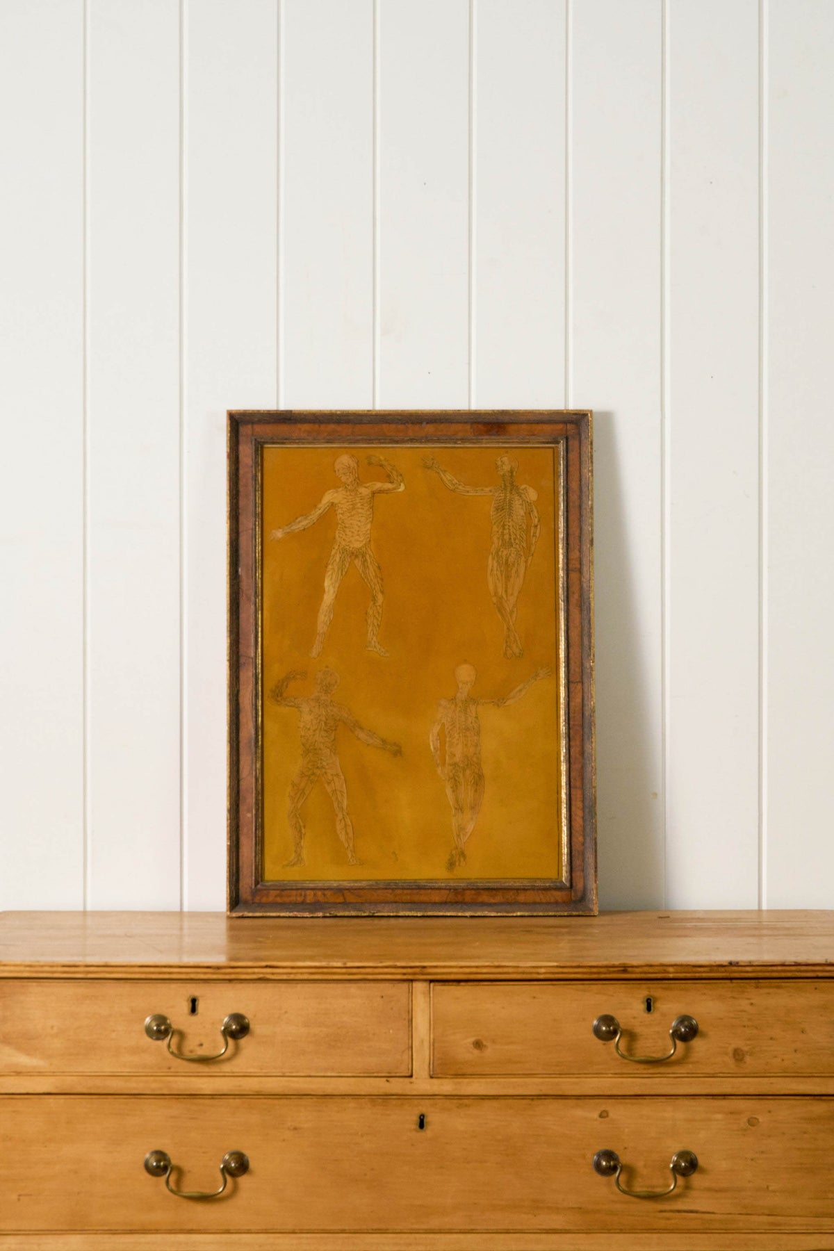 Early 20th Century English School Anatomy Prints with Walnut Frames + Inner Gilt