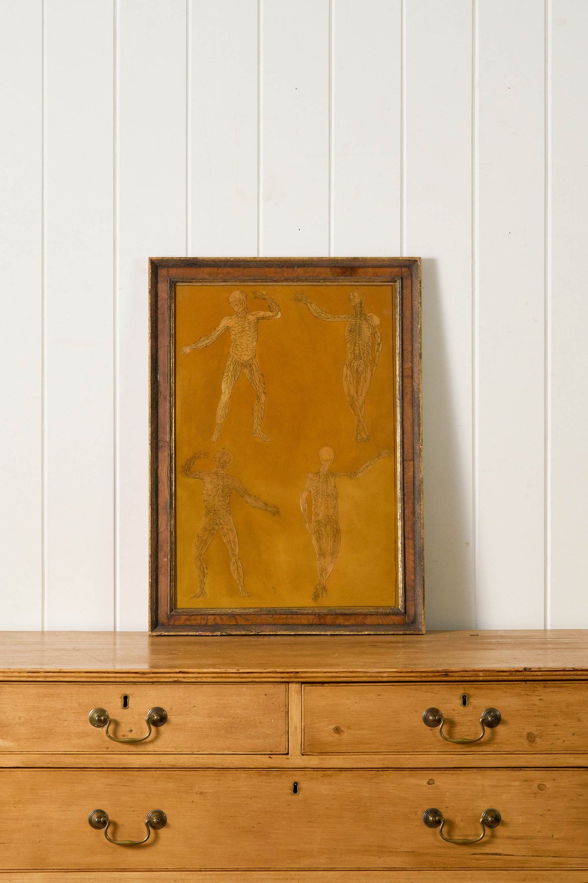 Early 20th Century English School Anatomy Prints with Walnut Frames + Inner Gilt