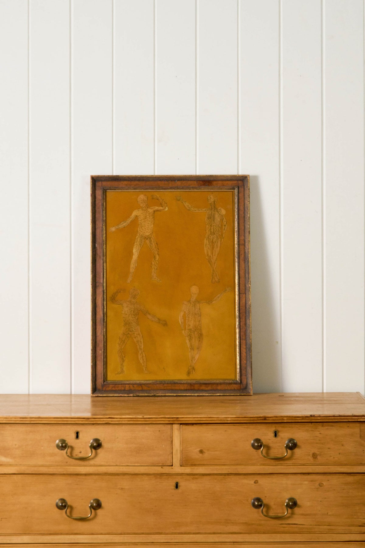 Early 20th Century English School Anatomy Prints with Walnut Frames + Inner Gilt