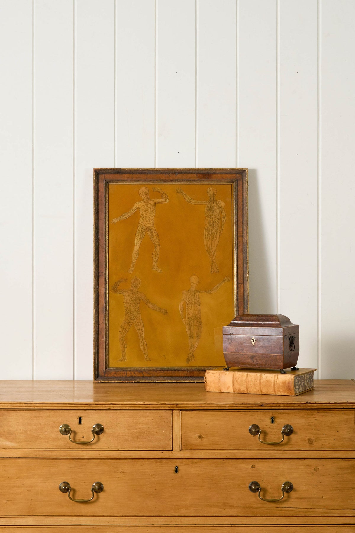 Early 20th Century English School Anatomy Prints with Walnut Frames + Inner Gilt