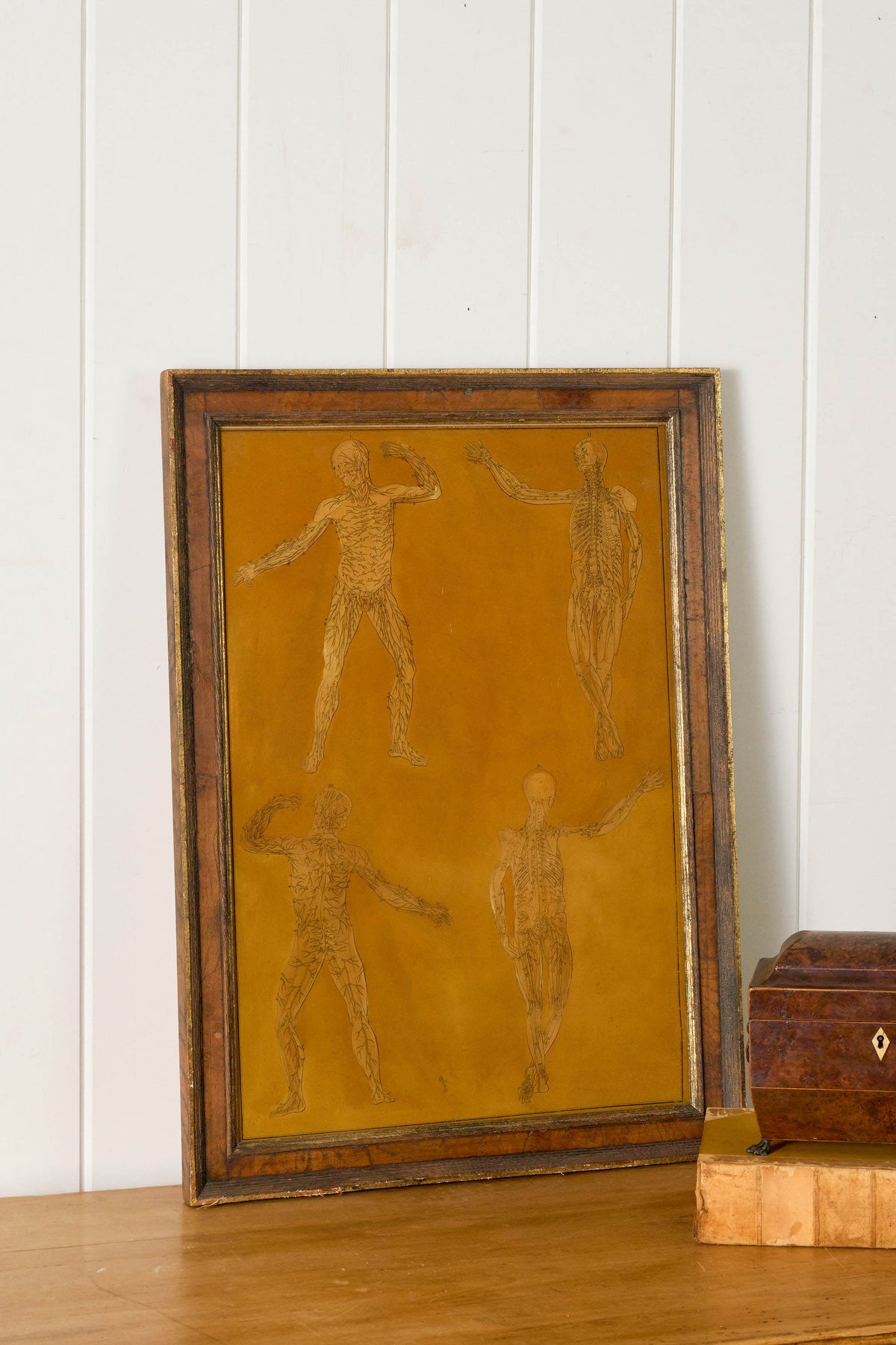 Early 20th Century English School Anatomy Prints with Walnut Frames + Inner Gilt