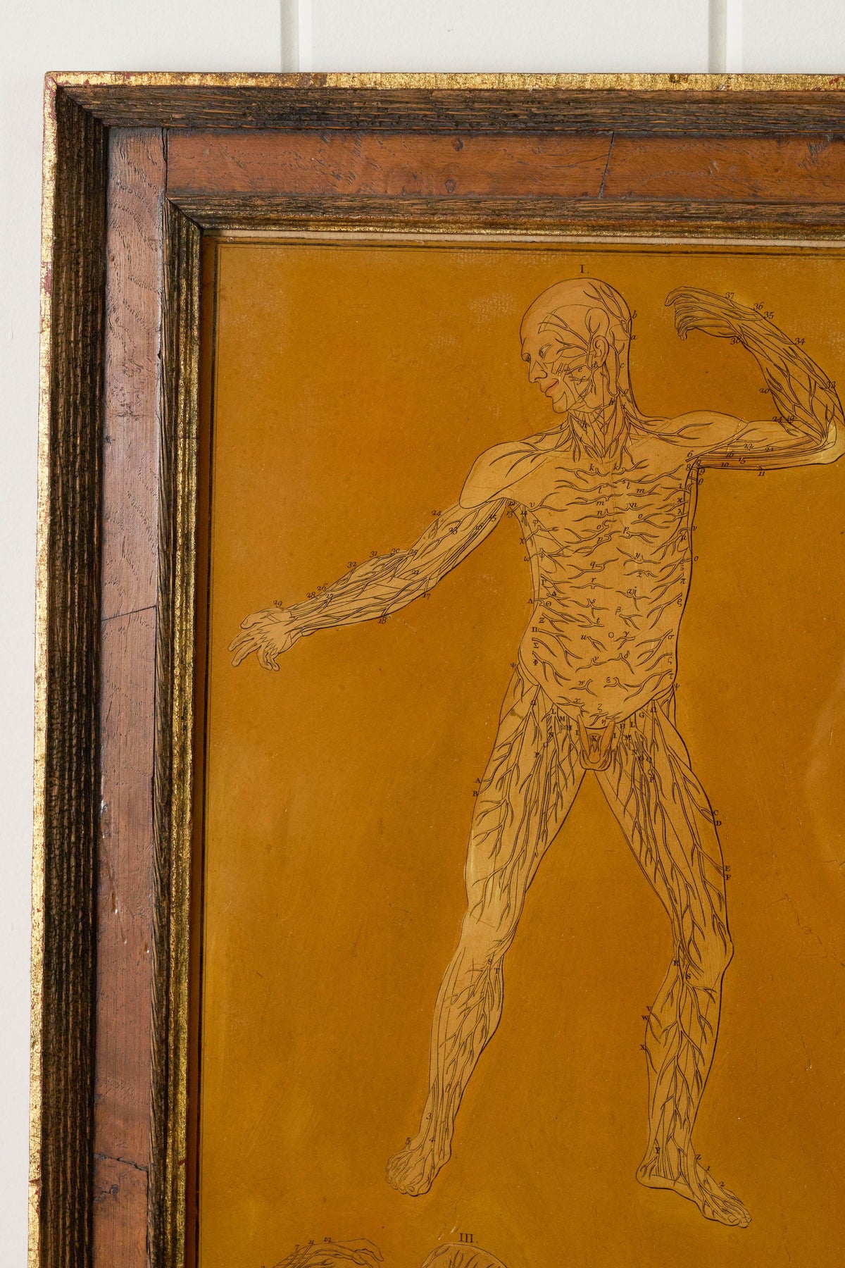 Early 20th Century English School Anatomy Prints with Walnut Frames + Inner Gilt