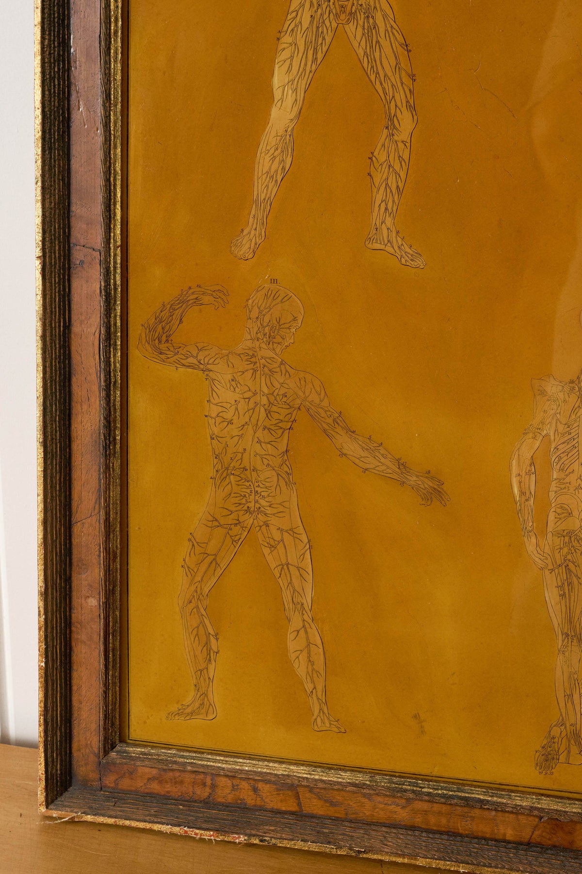 Early 20th Century English School Anatomy Prints with Walnut Frames + Inner Gilt