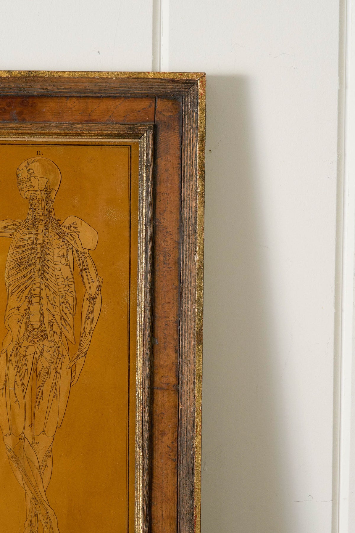 Early 20th Century English School Anatomy Prints with Walnut Frames + Inner Gilt