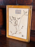 Load image into Gallery viewer, Antique French Framed Herbarium (c. 1857) with Original Glass
