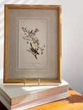 Load image into Gallery viewer, SET of 4 Framed Bird Prints | by John J. Audubon
