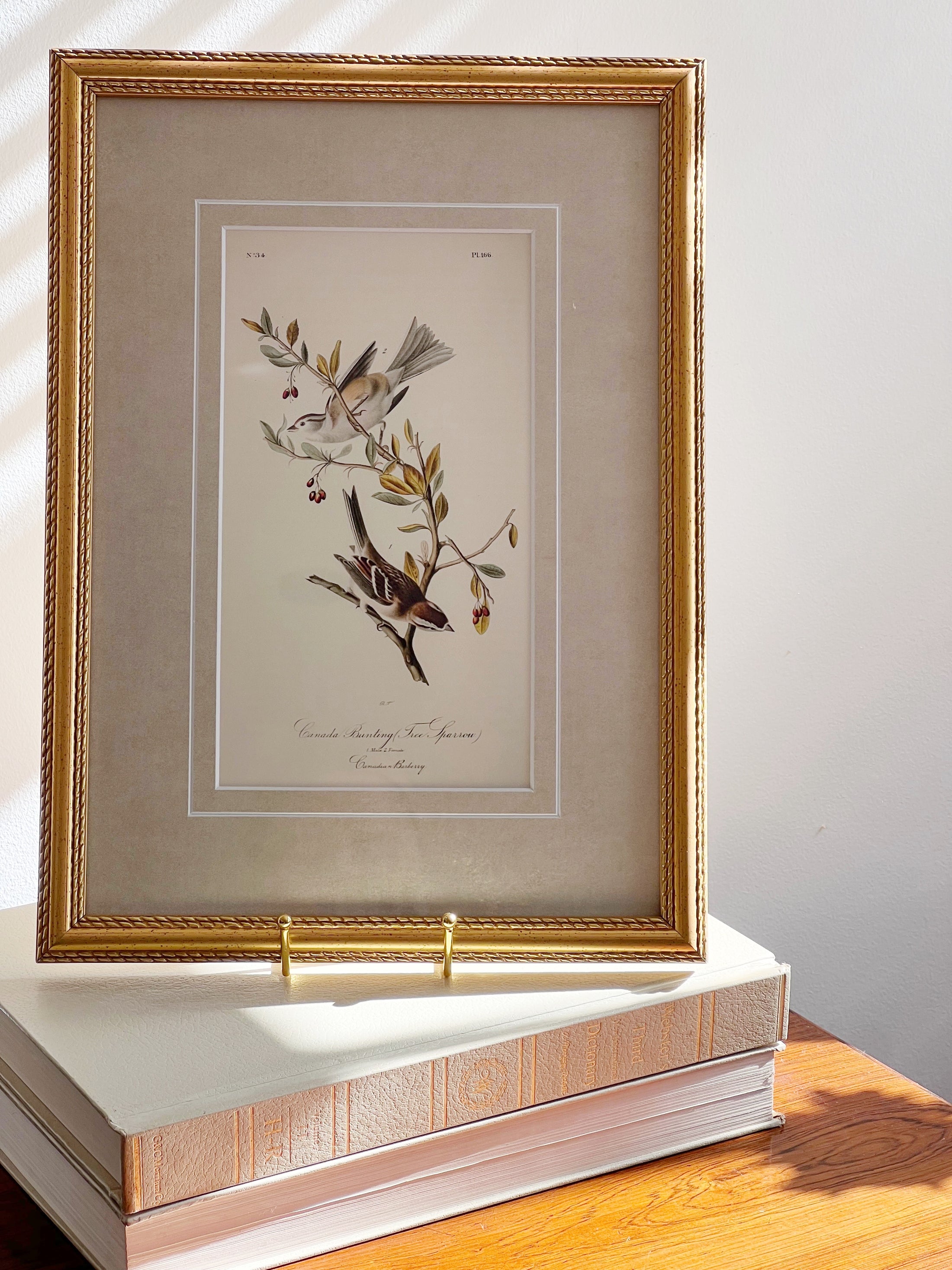 SET of 4 Framed Bird Prints | by John J. Audubon