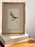 Load image into Gallery viewer, SET of 4 Framed Bird Prints | by John J. Audubon

