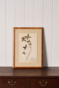 Load image into Gallery viewer, Framed Herbarium (Finland, c. 1928-30) Float Mount in Custom Burl Frame
