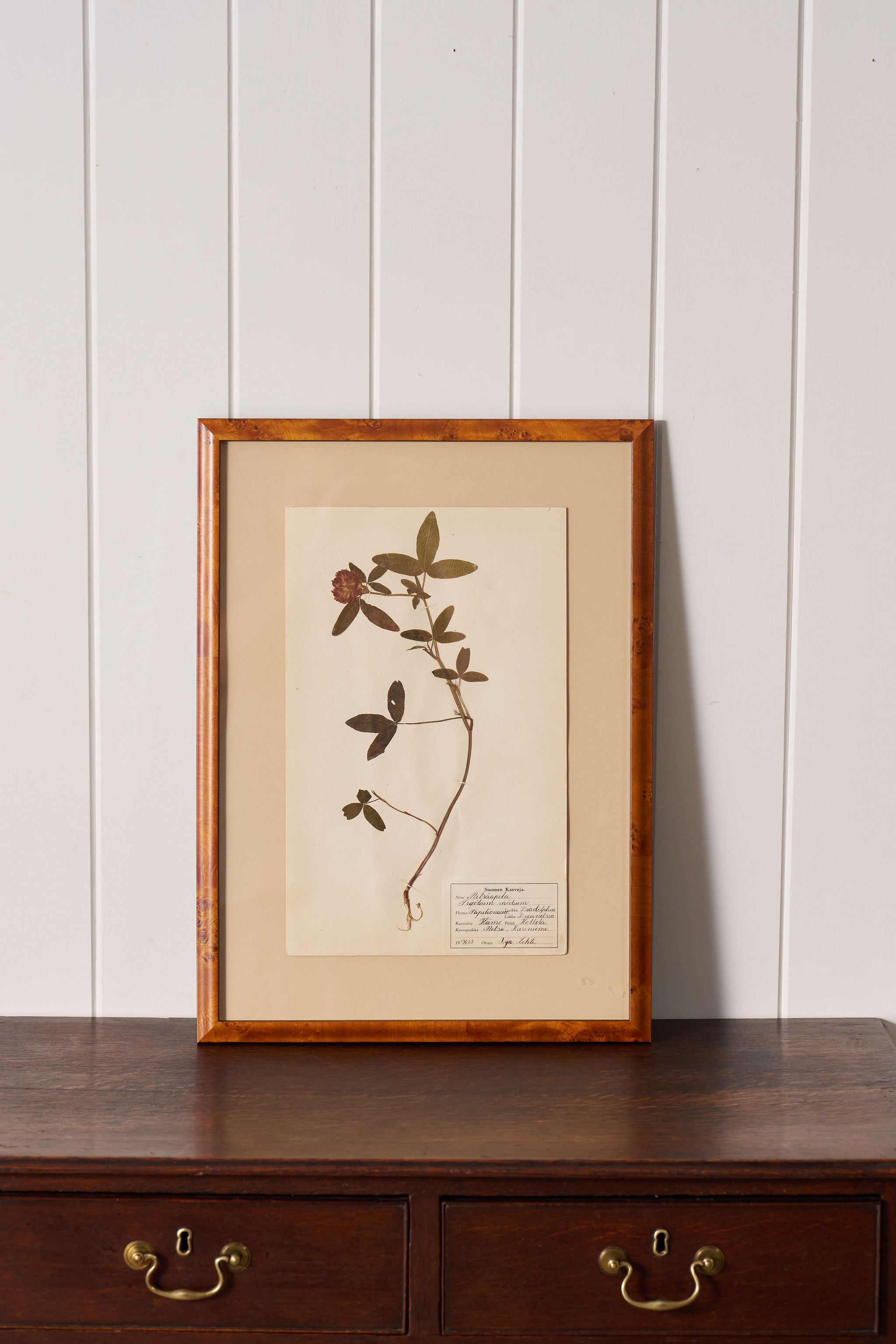 Framed Herbarium (Finland, c. 1928-30) Float Mount in Custom Burl Frame