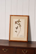 Load image into Gallery viewer, Framed Herbarium (Finland, c. 1928-30) Float Mount in Custom Burl Frame
