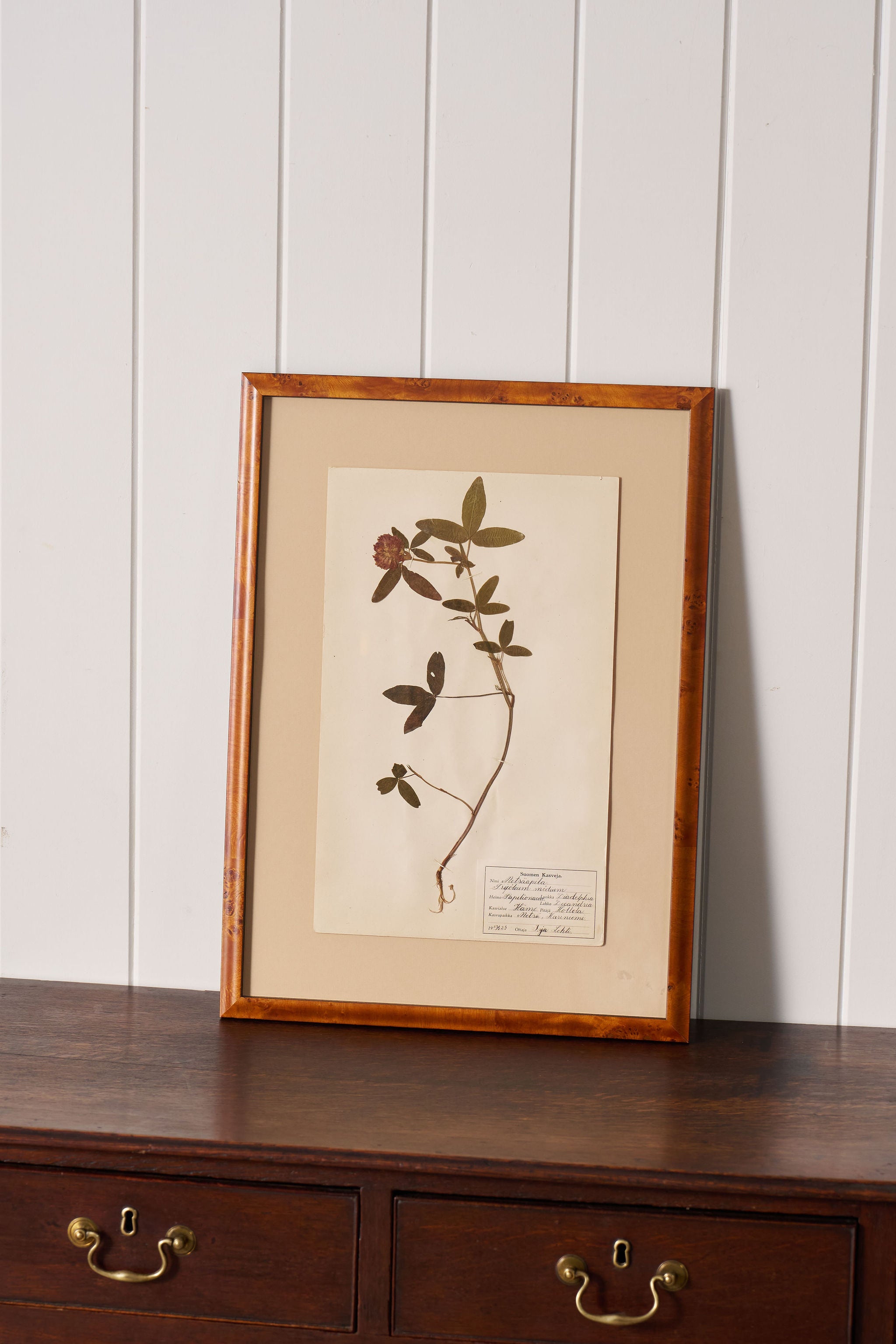 Framed Herbarium (Finland, c. 1928-30) Float Mount in Custom Burl Frame