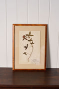 Load image into Gallery viewer, Framed Herbarium (Finland, c. 1928-30) Float Mount in Custom Burl Frame
