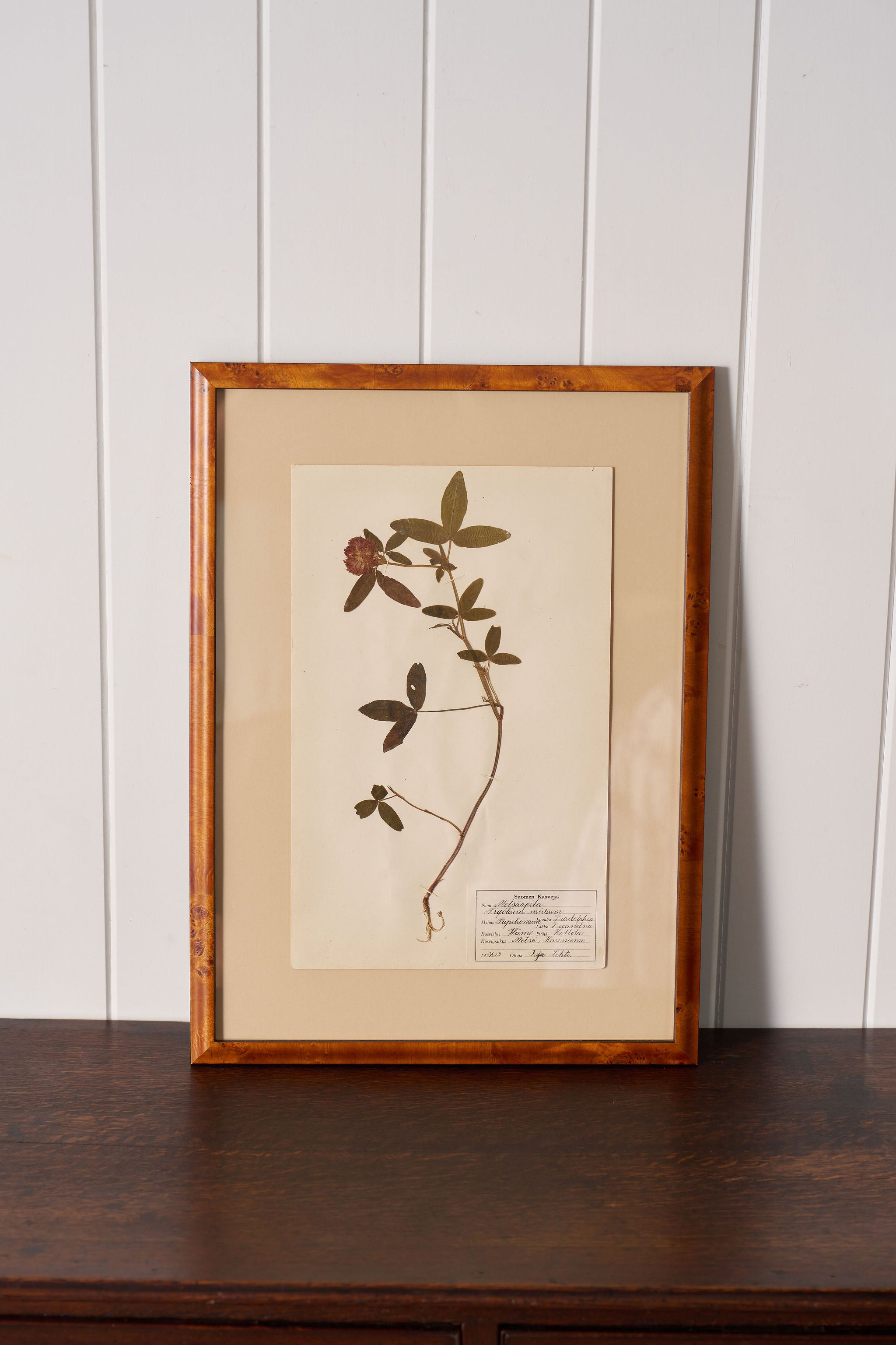 Framed Herbarium (Finland, c. 1928-30) Float Mount in Custom Burl Frame