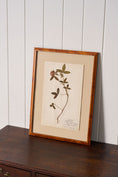 Load image into Gallery viewer, Framed Herbarium (Finland, c. 1928-30) Float Mount in Custom Burl Frame
