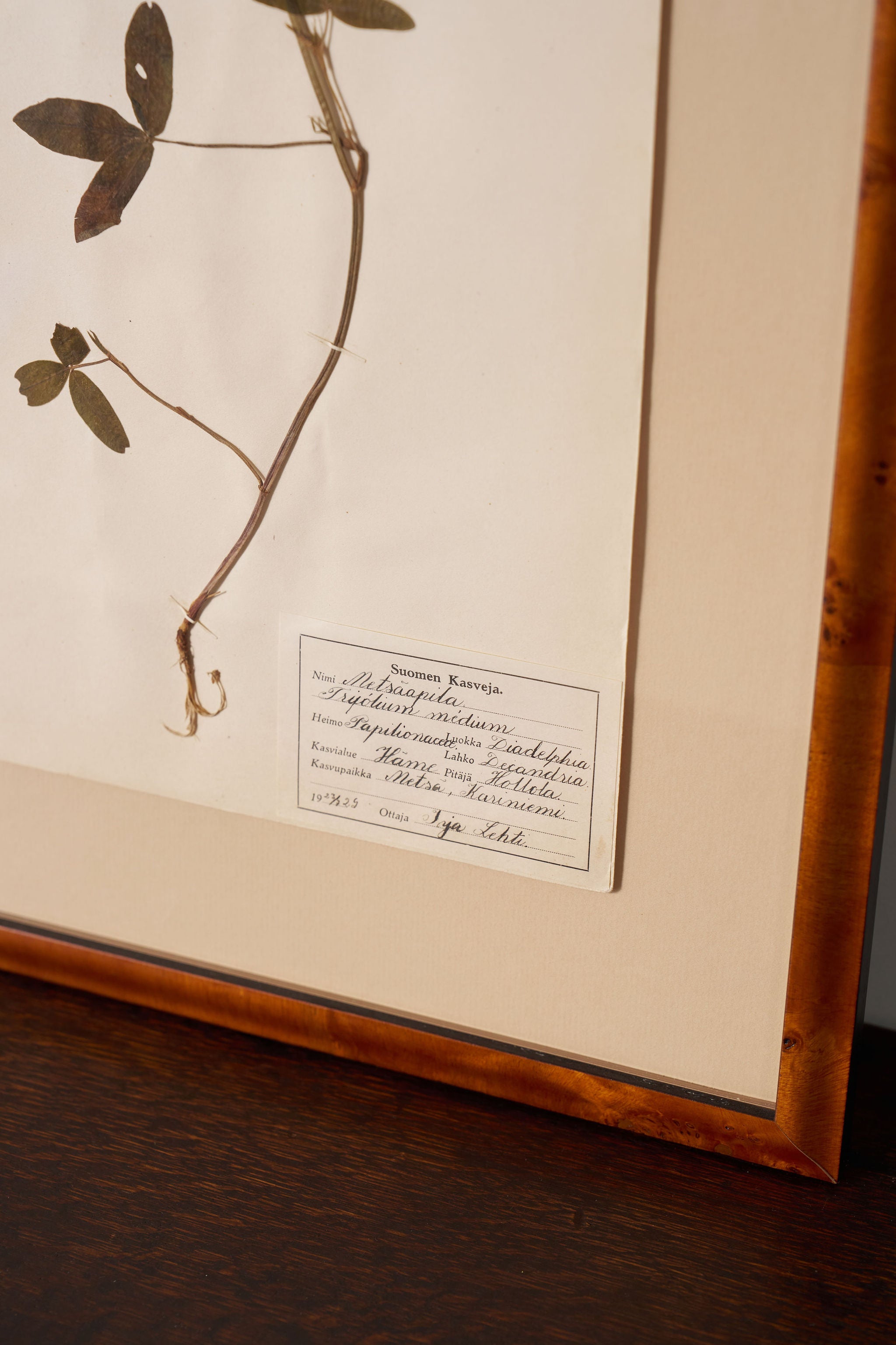 Framed Herbarium (Finland, c. 1928-30) Float Mount in Custom Burl Frame