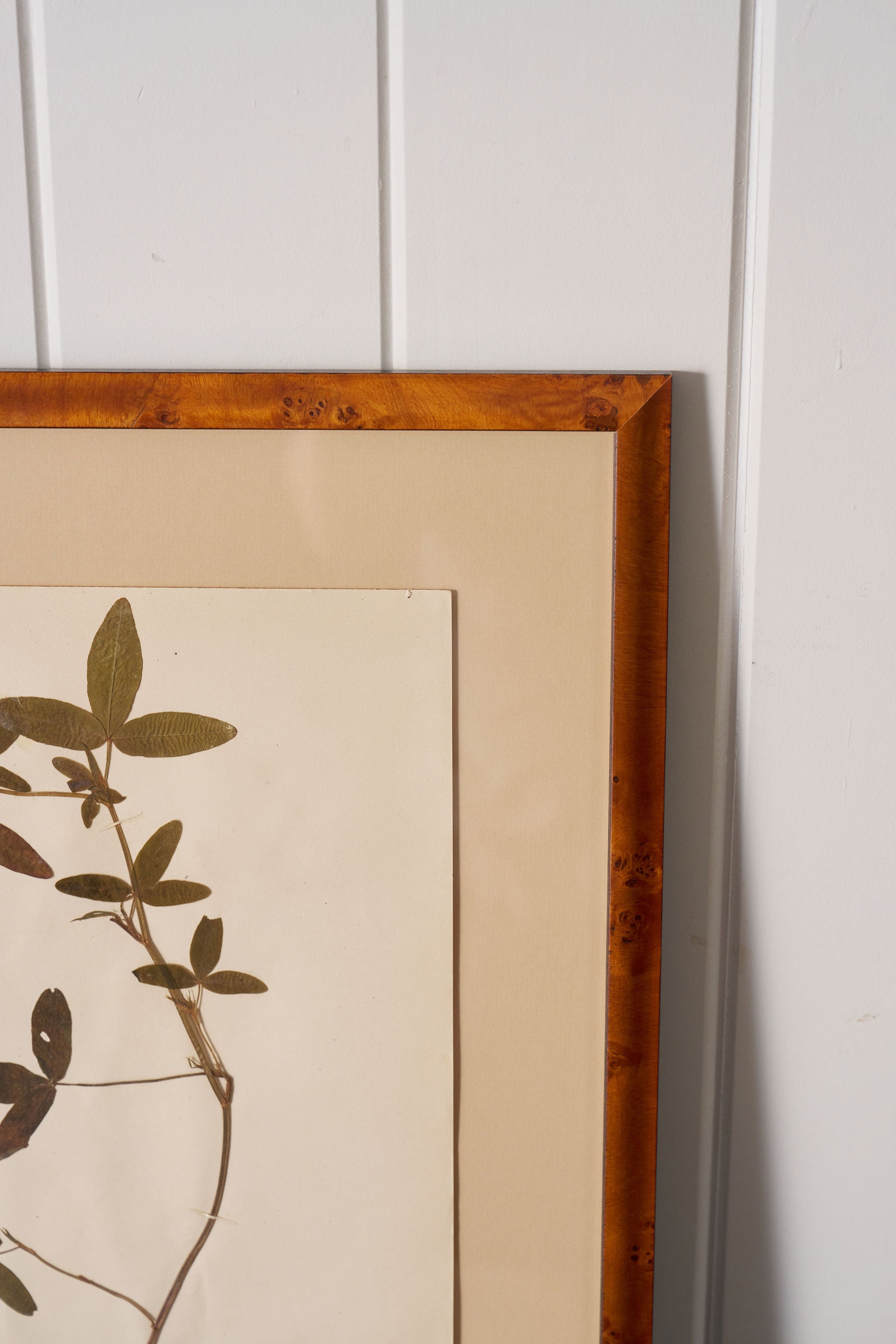 Framed Herbarium (Finland, c. 1928-30) Float Mount in Custom Burl Frame