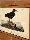 Load image into Gallery viewer, Framed Bird Print by John J. Audubon
