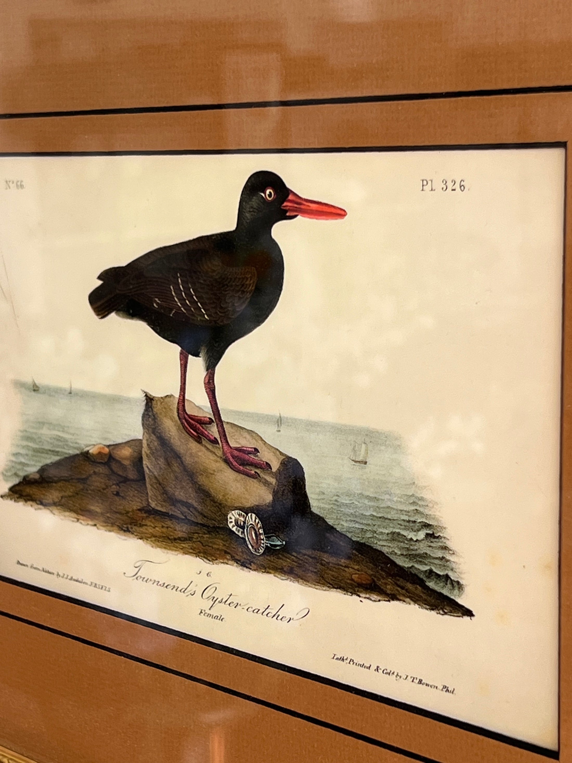 Framed Bird Print by John J. Audubon