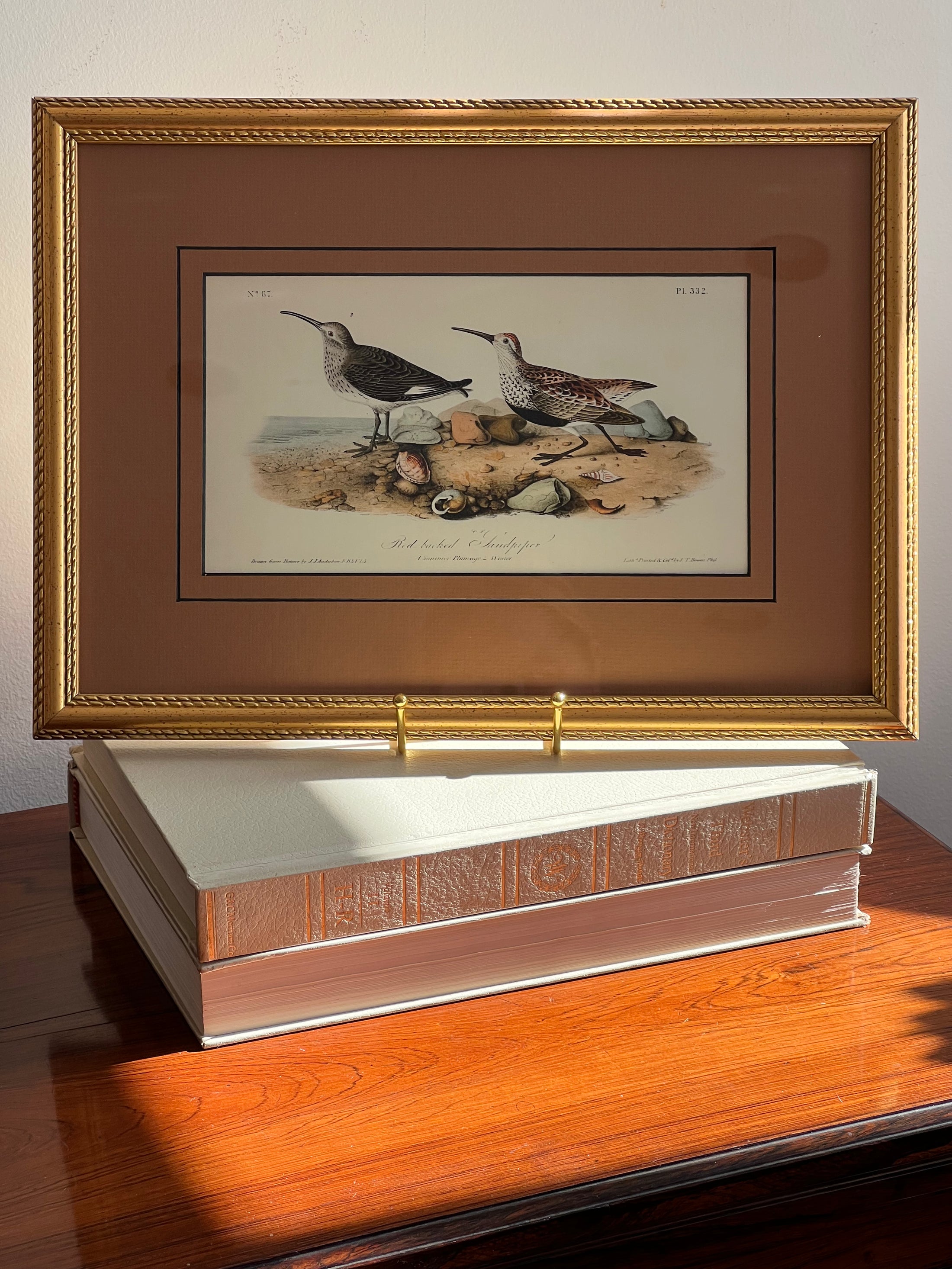 Framed Bird Print by John J. Audubon