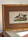 Load image into Gallery viewer, Framed Bird Print by John J. Audubon
