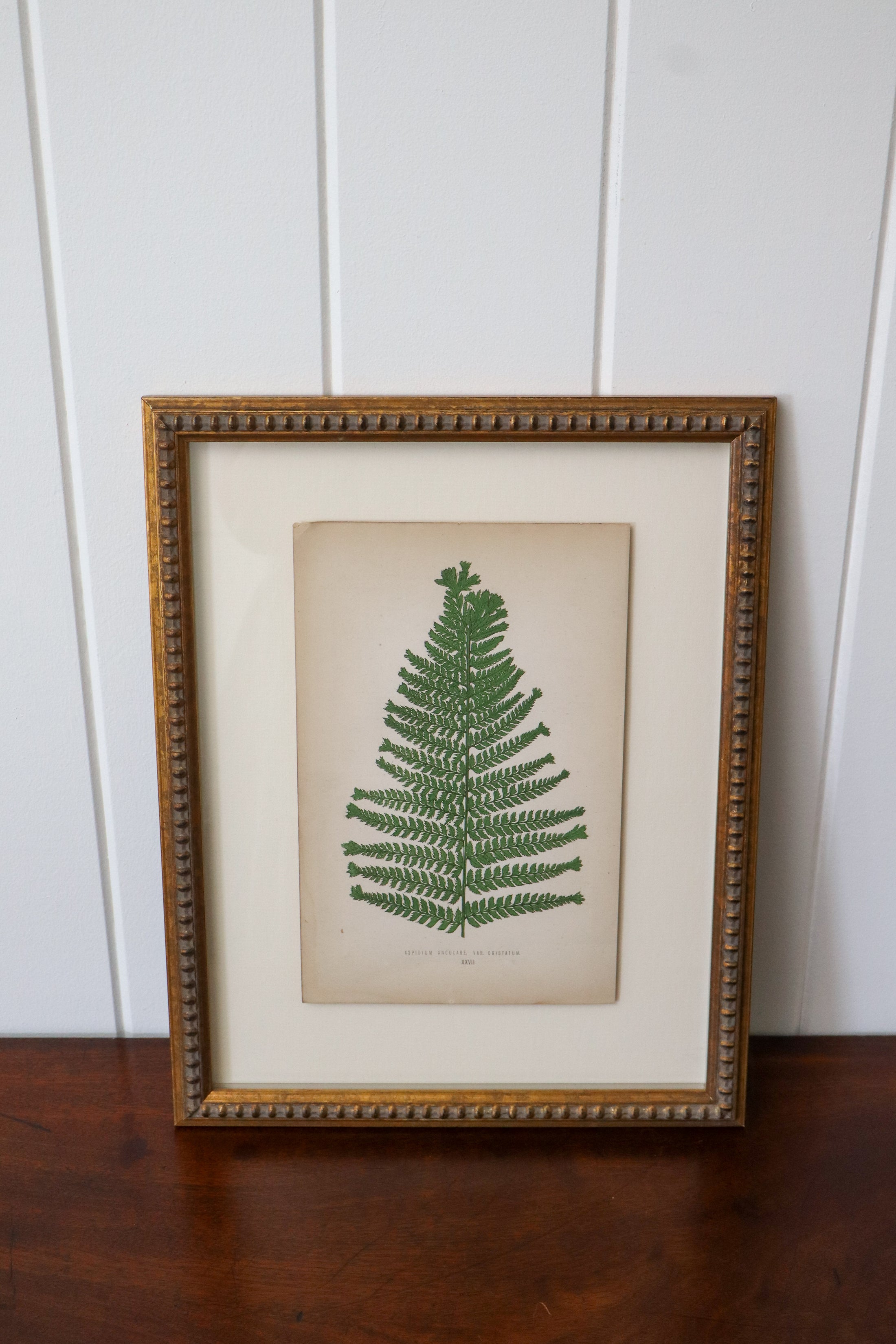 Custom Framed Fern Bookplate by EJ Lowe (c. 1868)