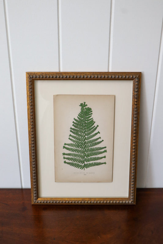 Custom Framed Fern Bookplate by EJ Lowe (c. 1868)