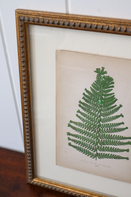 Custom Framed Fern Bookplate by EJ Lowe (c. 1868)