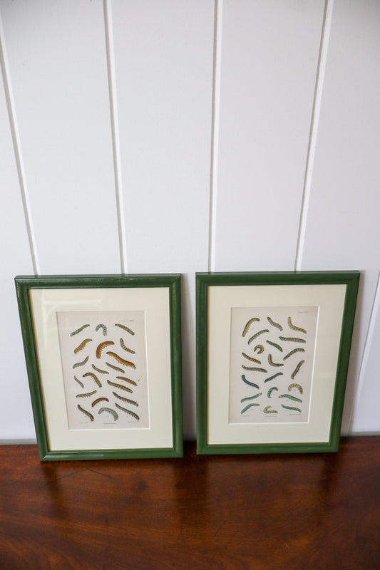 Antique Caterpillar Print in Contemporary Green Lacquer Frame