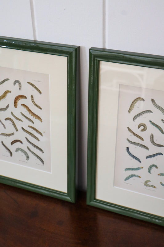 Antique Caterpillar Print in Contemporary Green Lacquer Frame