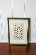 Load image into Gallery viewer, Antique Caterpillar Print in Contemporary Green Lacquer Frame
