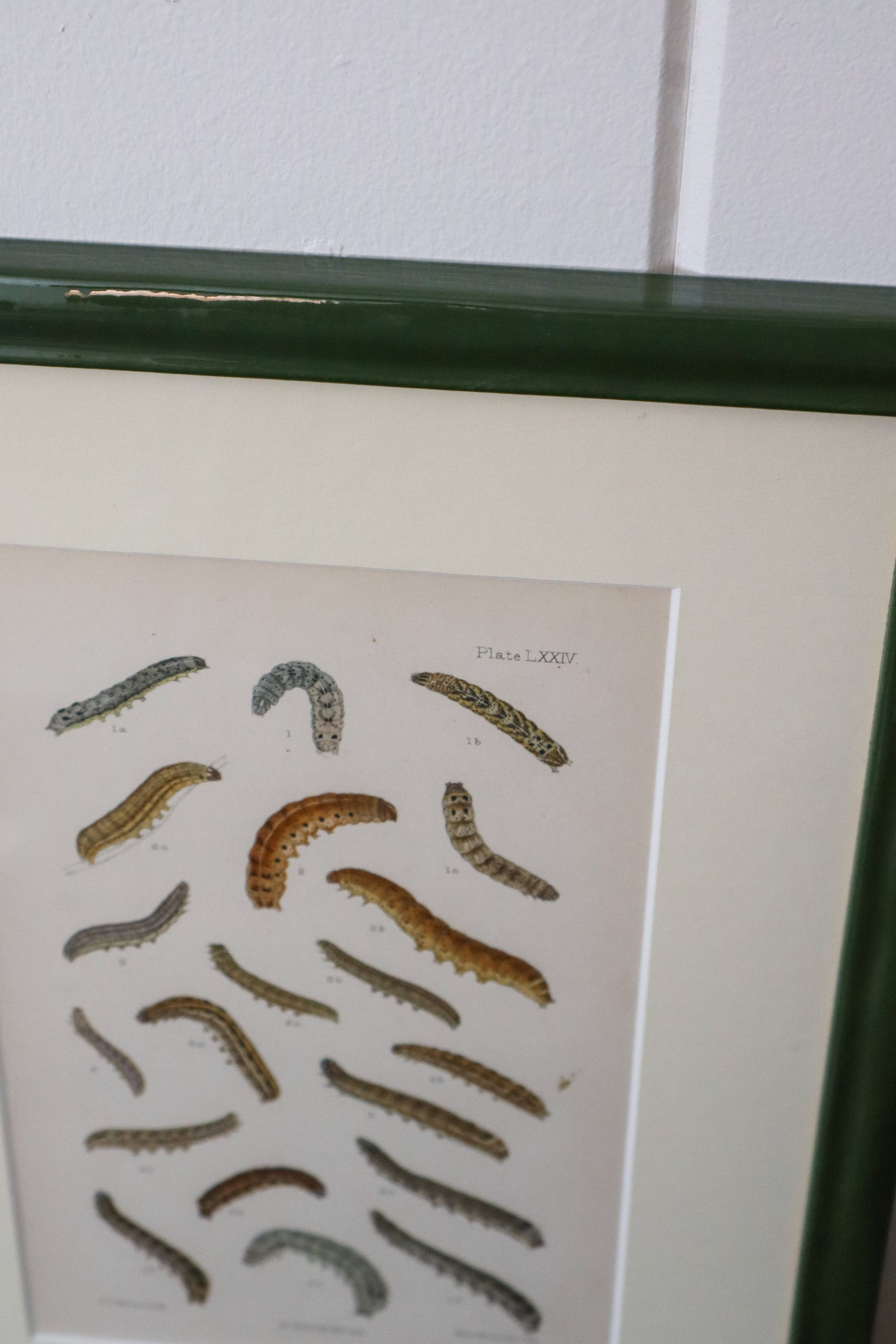 Antique Caterpillar Print in Contemporary Green Lacquer Frame