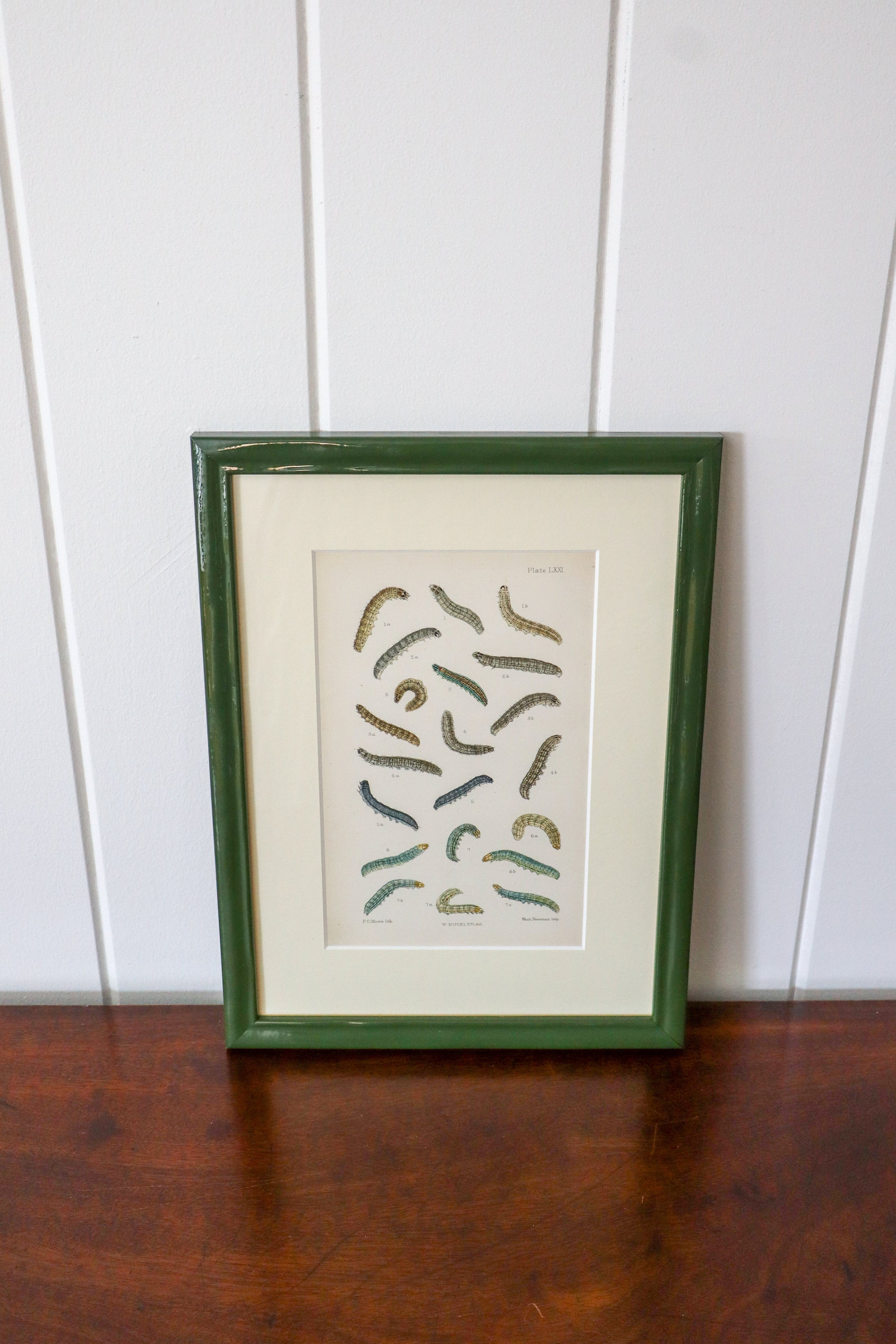 Antique Caterpillar Print in Contemporary Green Lacquer Frame