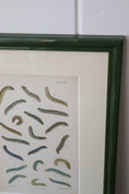 Load image into Gallery viewer, Antique Caterpillar Print in Contemporary Green Lacquer Frame
