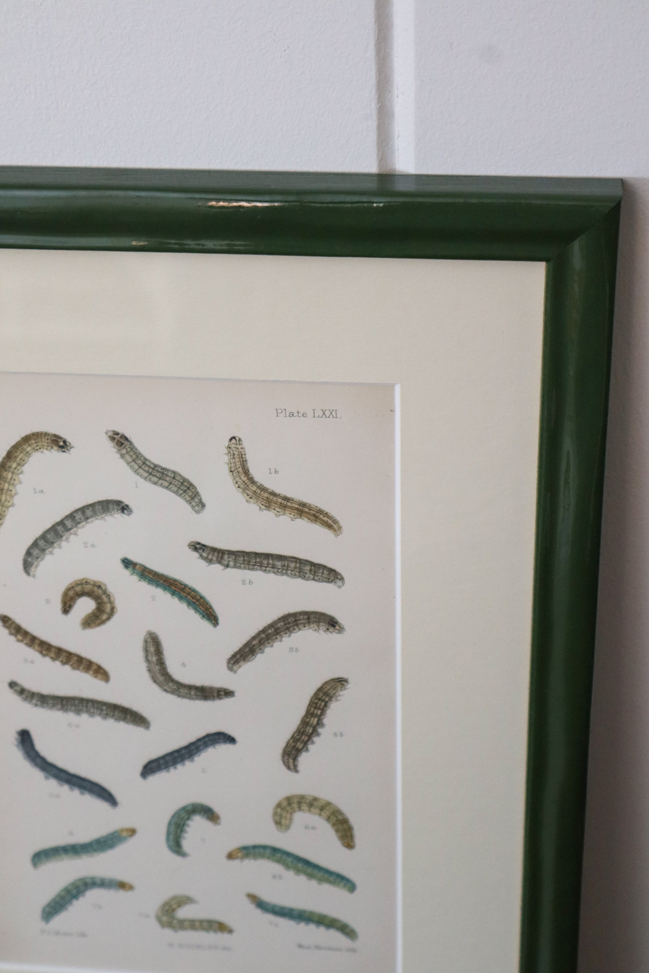 Antique Caterpillar Print in Contemporary Green Lacquer Frame