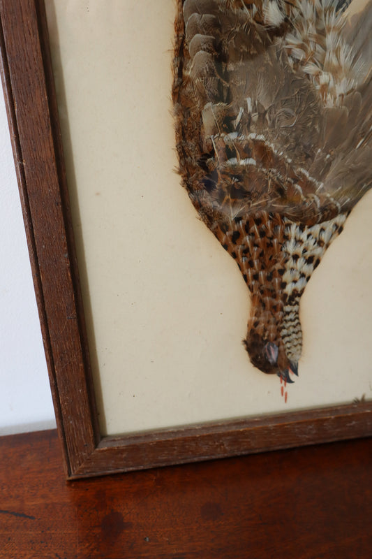 Antique Bird Feather Art (c. 1900)