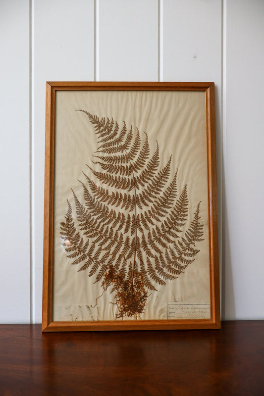 Antique Pressed Fern Specimen in Oak Frame