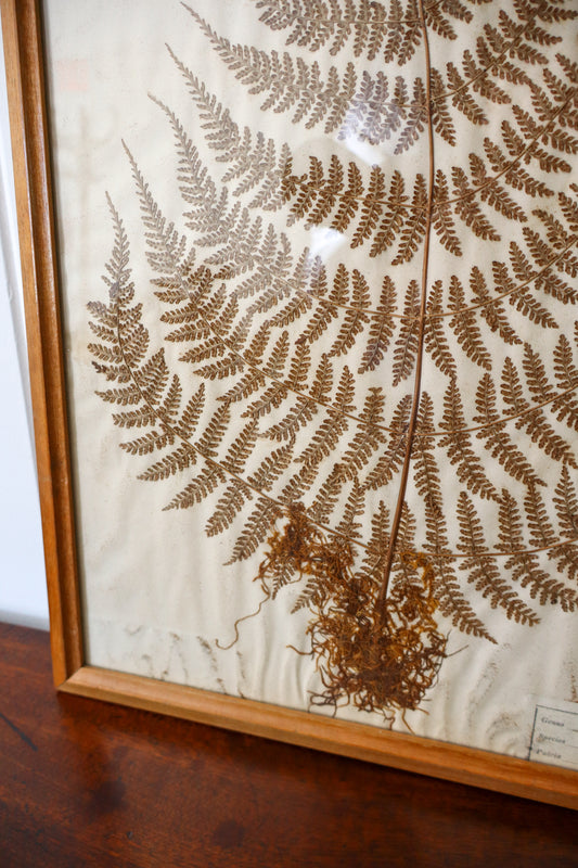 Antique Pressed Fern Specimen in Oak Frame