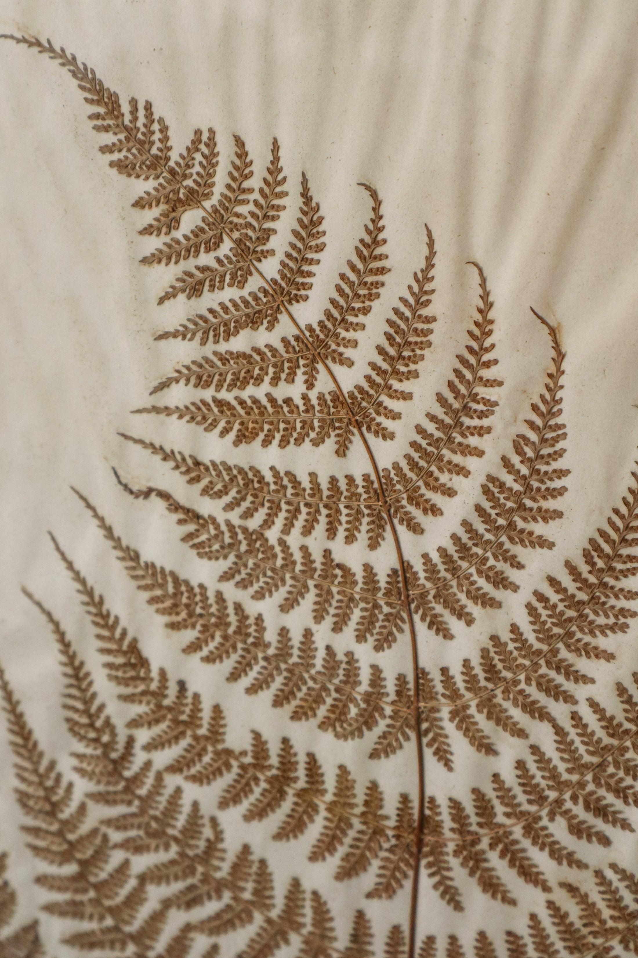 Antique Pressed Fern Specimen in Oak Frame