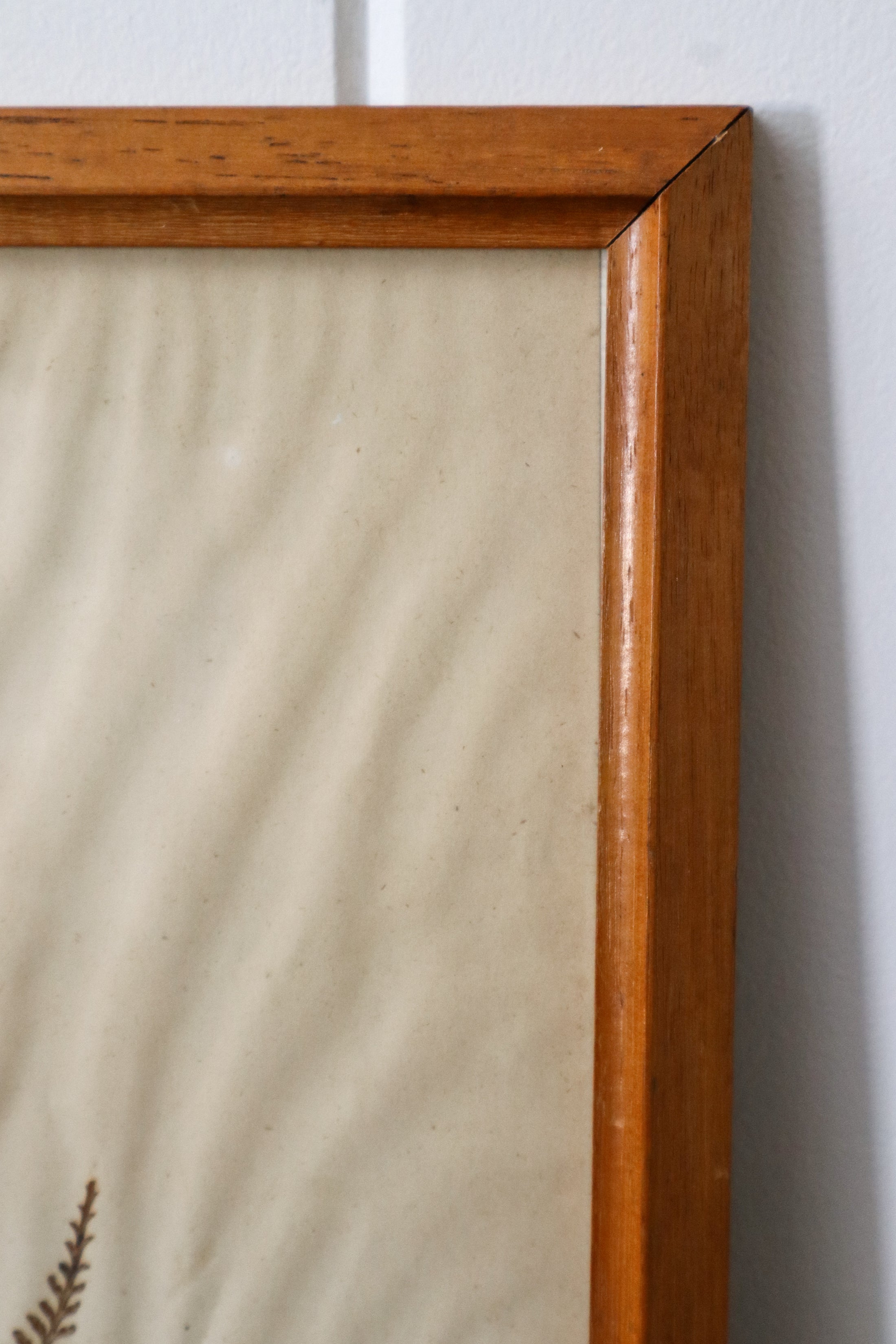 Antique Pressed Fern Specimen in Oak Frame