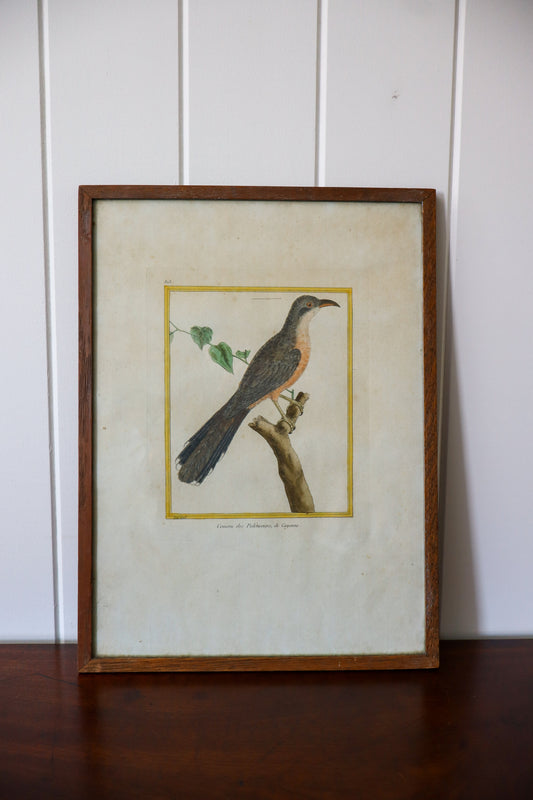 Antique Hand Colored Bird Engraving