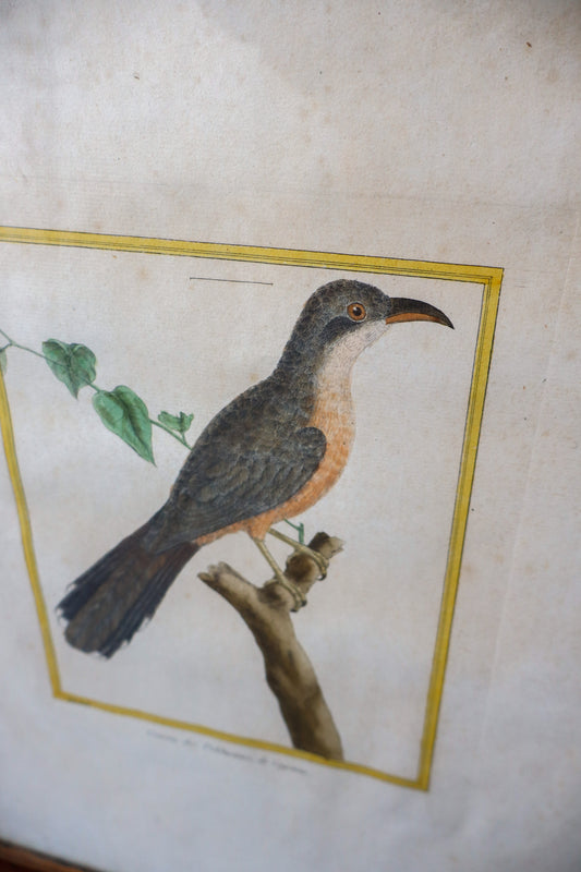 Antique Hand Colored Bird Engraving