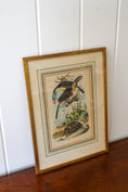 Load image into Gallery viewer, Antique Hand Colored Tucan + Tortoise Engraving (c. 1820)
