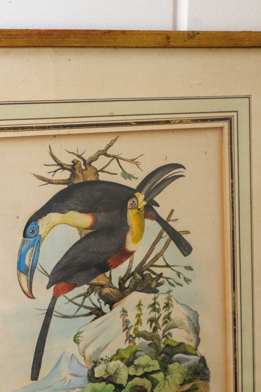 Antique Hand Colored Tucan + Tortoise Engraving (c. 1820)