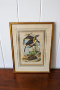 Load image into Gallery viewer, Antique Hand Colored Tucan + Tortoise Engraving (c. 1820)
