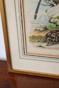 Load image into Gallery viewer, Antique Hand Colored Tucan + Tortoise Engraving (c. 1820)
