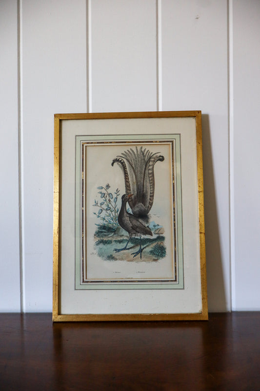 Antique Hand Colored Bird Engraving (c. 1820)