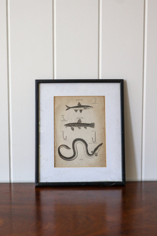 19th Century Engraving "Recommended Hook Size"